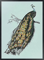 Индийский павлин на голубом фоне