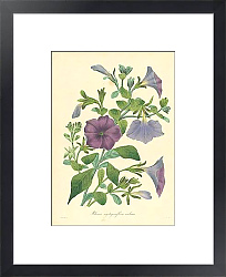 Постер Petunia Nyctaginiflora Violacea