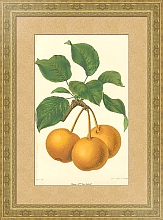 Постер Pyrus Mme Von Siebold Постер Pyrus Mme Von Siebold