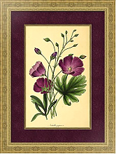 Постер Nutallia Papaver Постер Nutallia Papaver
