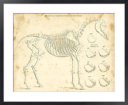 Постер Скелет или костная структура лошади