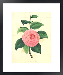Постер Camellia Japonica Fordii 1