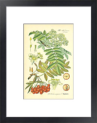 Постер Rosaceae, Pomeae, Sorbus aucuparia 1