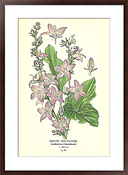 Постер Chimney Bell-flower (Campanula Pyramidalis)