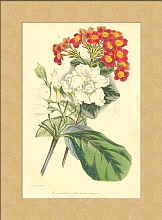 Постер Rondeletia Speciosa Постер Rondeletia Speciosa