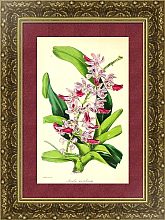 Постер Aerides Maculosum Постер Aerides Maculosum