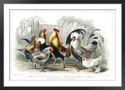 Постер Петухи и курицы