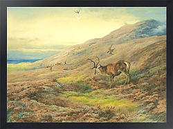 Постер In the highlands, red stag mobbed by a pair of peregrines