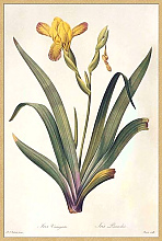 Постер Iris variegata L Постер Iris variegata L