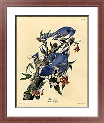 Постер Blue Jay 2