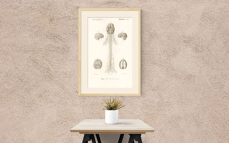 Гравюра со строением человеческого мозга в подарок на день психолога