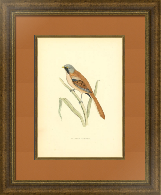 Антикварная гравюра «A History of British Birds» в багетной раме с паспарту и слипом