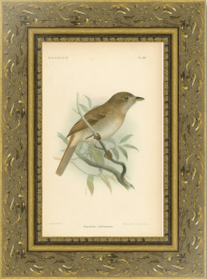 Антикварная гравюра «Catalogue of the birds in the British Museum» в багетной раме под стеклом
