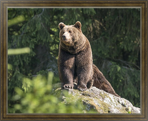 Постер в раме Бурый медведь на скале