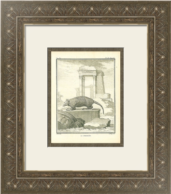Антикварная гравюра «HISTOIRE NATURELLE» в багетной раме с паспарту и слипом