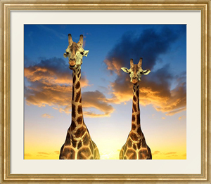 Постер под стеклом Два жирафа и закат