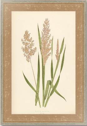 Антикварная гравюра «A natural History of British Grasses» в багетной раме под стеклом