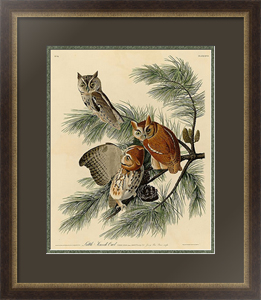 Постер под стеклом Серия в рамах Одюбона: Little Screech Owl