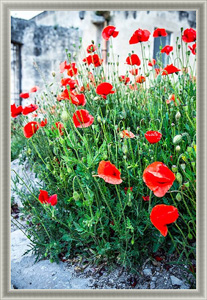 Постер на холсте Маки 22