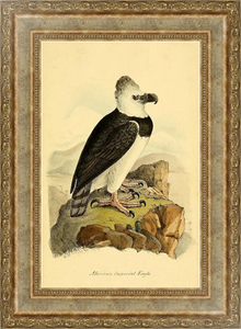Постер в раме Mexican Imperial Eagle