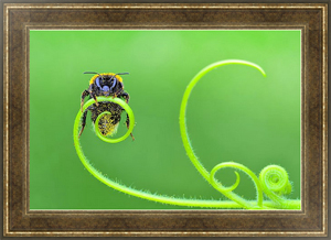 Постер Пчела на зелёном ростке