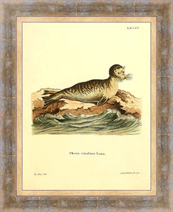 Постер в раме Тюлень обыкновенный