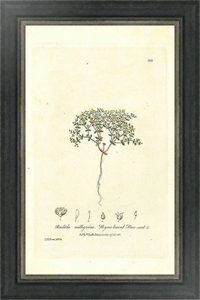 Постер Radiola milligrana. Thyme-leaved Flax-seed