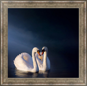 Постер в раме Романтичная пара белых лебедей