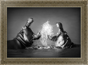 Постер на холсте Сражение бегемотов