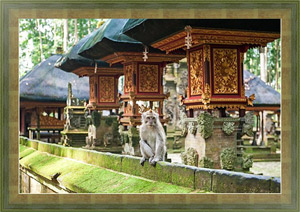 Постер в раме Остров Бали. Отдыхающая обезьяна